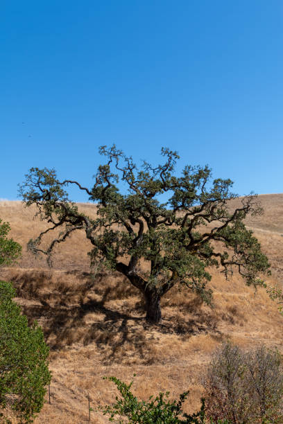 Large live oak on a hill stock photo