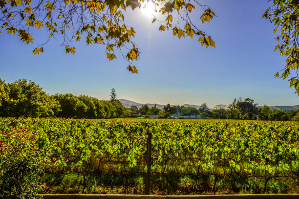 Stellenbosch cape wineland or vineyard of Pinotage grapes in Cape town stock photo