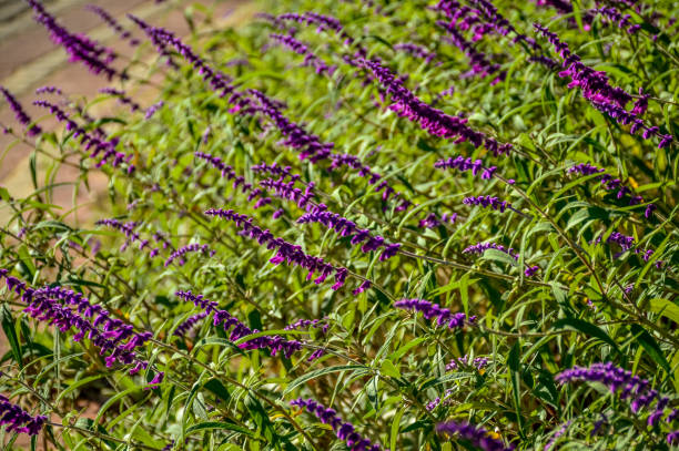 istock Lavandula (common name lavender) flower and herbal plant 1411853393