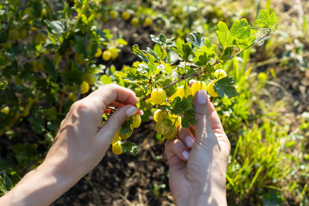 istock female hand plucks a gooseberry from a bush 1411853431