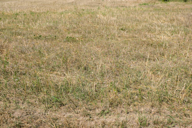 Rustic gronomic field after harvesting crops, plant background