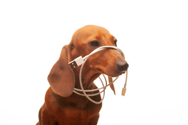 image of dachshund dog portrait usb lightning charge cable white background
