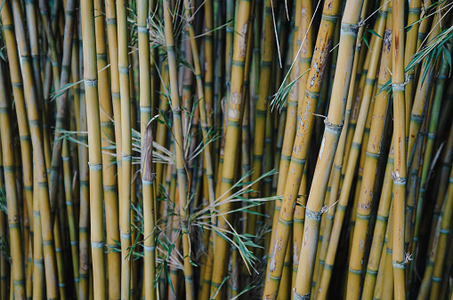 Bright green bamboo plants