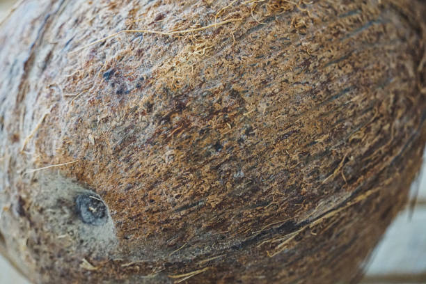 Dry coconut shell detail
