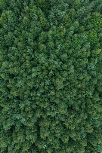 View over a dense green forest.