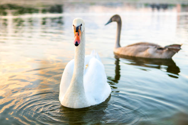 białe i szare łabędzie pływające po jeziorze wody w lecie. - swan white grass park zdjęcia i obrazy z banku zdjęć