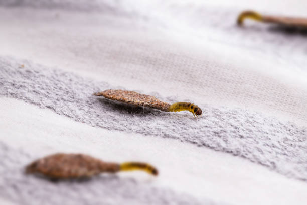 istock Wall moth larvae, found crawling up walls or clothing, inside a small cocoon, feed on fur (including the wool of clothing), feathers, leather, dead skin fragments, hair and paper. 1411857443