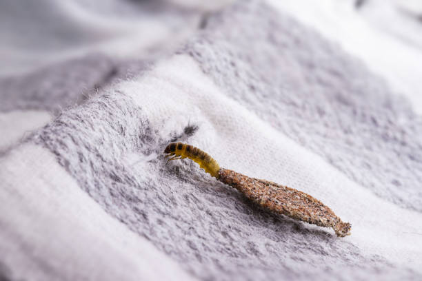 moth larva on clothing, feeding on fabric, macro photo of urban pest, lack of hygiene, humid environment, insects indoors stock photo