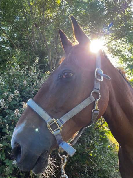istock Sunshine through a horses ears 1411857832