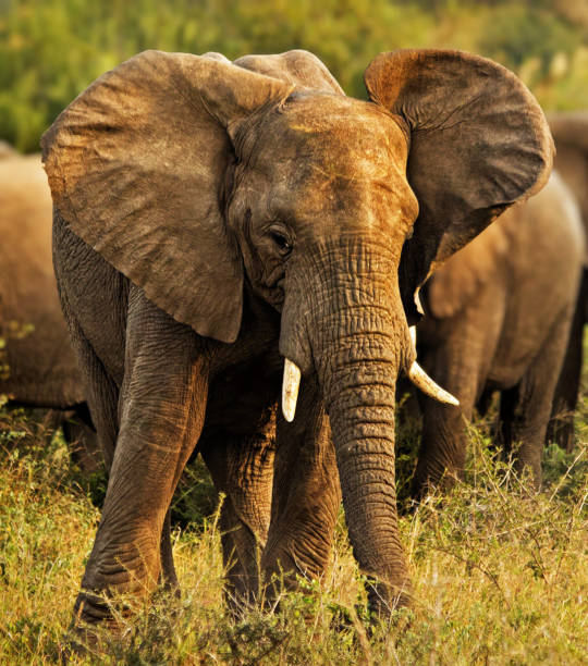 istock Creative Timbavati Wildlife pictures 1411857897