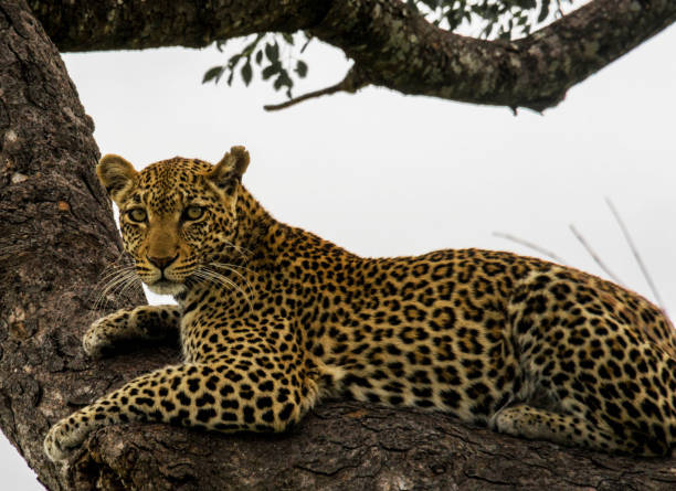 istock Creative Timbavati Wildlife pictures 1411857968