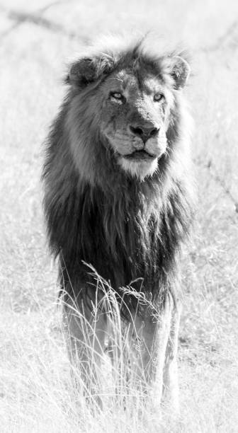 istock Creative Timbavati Wildlife pictures 1411857969