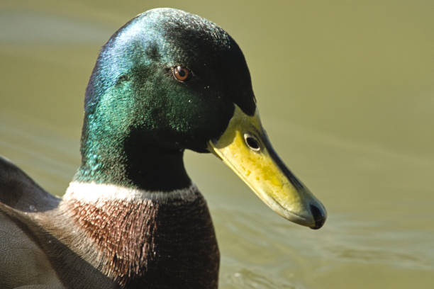 Male mallard bathing in the early morning sun