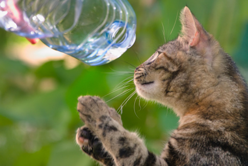 A tabby cat looks at a water bottle leaning towards him. He stretches his 2 front legs towards the bottle. The background of the photograph is green: it's grass