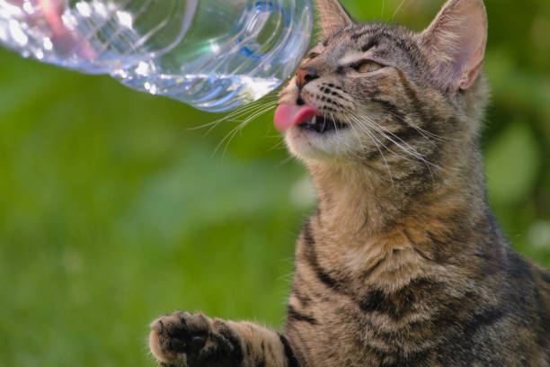 A cat sticks out its tongue to drink from the water bottle. The water bottle is almost empty and is leaning over the cat. The background of the photograph is green.