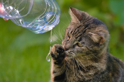 Close-up photograph.\nA water bottle, almost empty, is bent. Water is flowing.\nA tabby cat that is underneath collects water with its paw to drink.\nThe background is blurry and green.