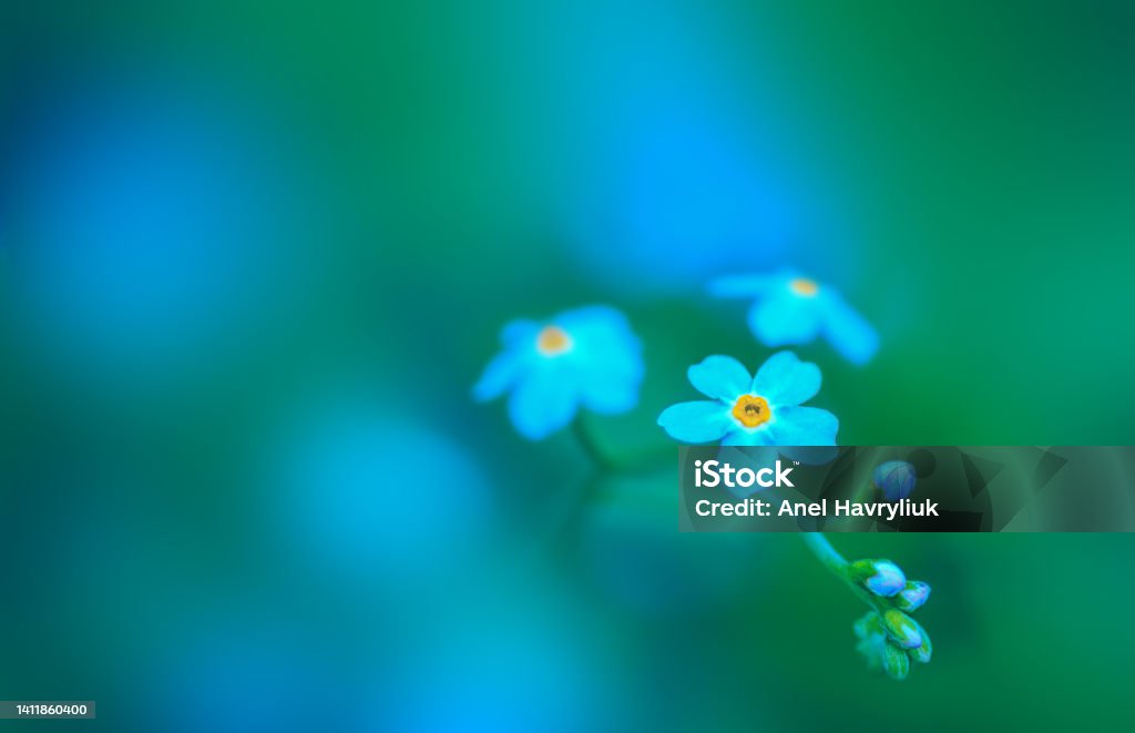 small blue flowers forget-me-not on green background close up small blue forget-me-not  on green background close up Forget-Me-Not Stock Photo