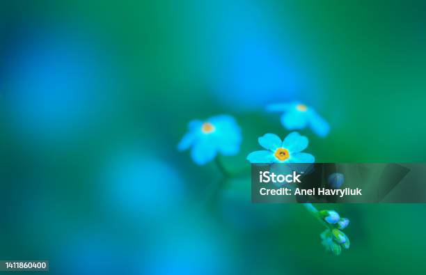 Small Blue Flowers Forgetmenot On Green Background Close Up Stock Photo - Download Image Now