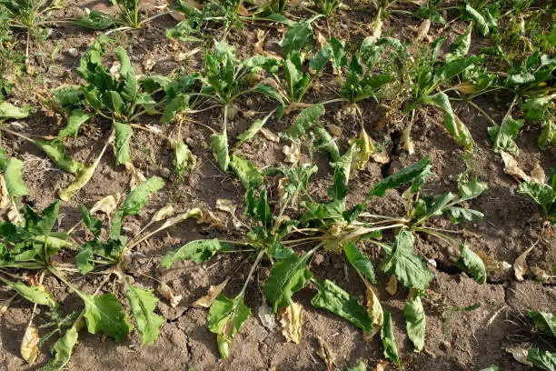 A shot of a wilted sugarbeet plants in cracked dry soil during drought in Germany 2022