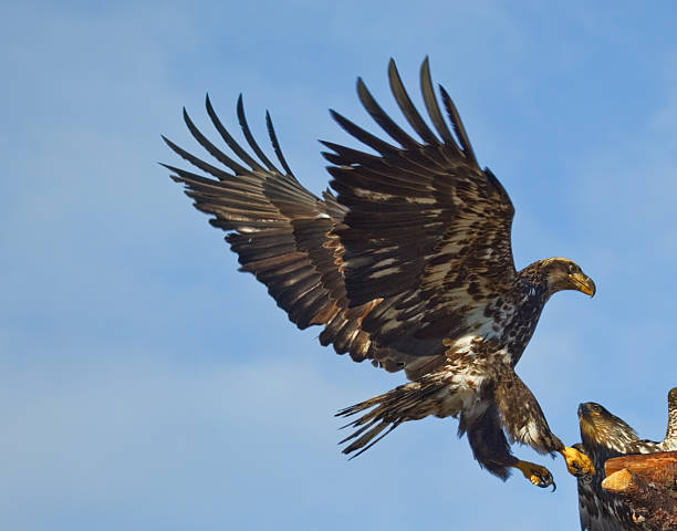 Bald Eagle Landing on Perch stock photo