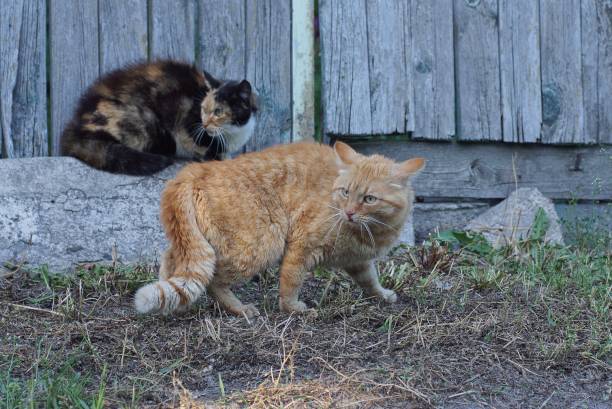 istock two cats stand and sit on the street 1411862917