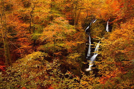 Fall Autumn landscape -  river waterfall in colorful autumn forest park with yellow red  leaves, big resolutions
