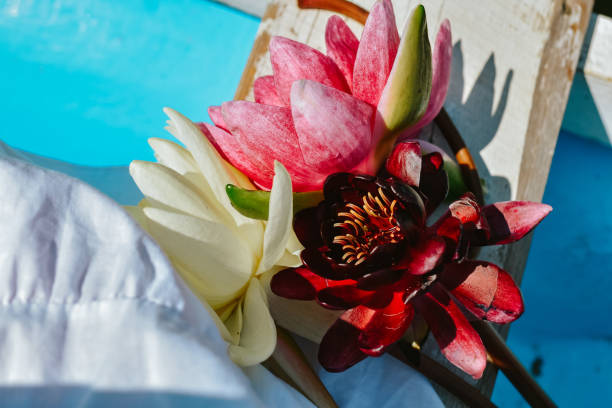 istock Water lily lotus 1411867293