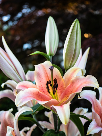 Close-up of rich salmon petal color softening to coral pink with yellow accents. Morning light, summertime in Washington State.