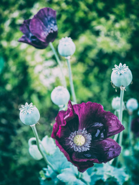 Close-up of bowl-shaped flowers with satiny petals, blue-gray leaves, and decorative seed pods. Symbol of remembrance in UK for animals that served in wartime.