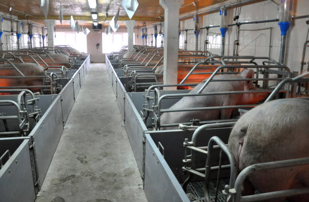 Modern pig farm with pigs Modern pig farm with pigs for high-tech animal breeding Modern pigsty stock pictures, royalty-free photos & images