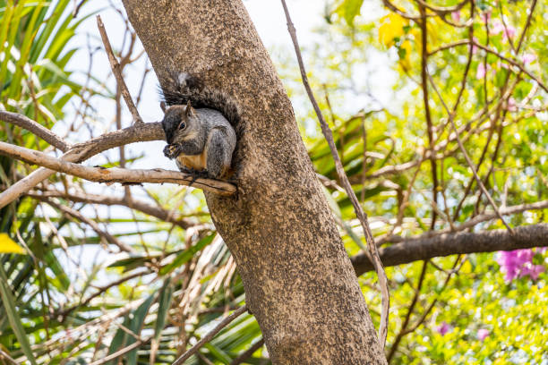istock Portrait of grey squirrel Sciurus griseus sitting on branch 1411868996