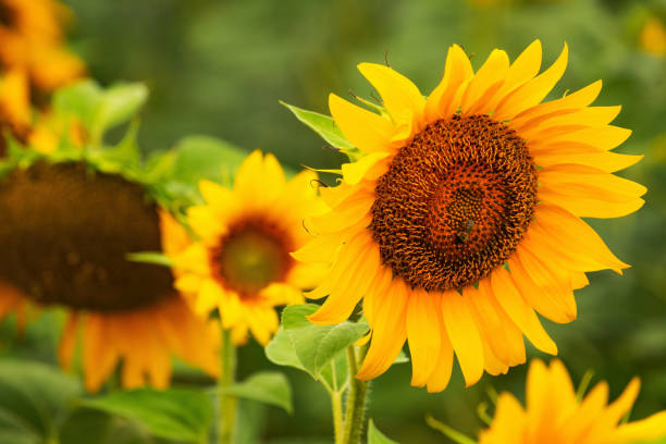 istock Honey bee pollinating blooming sunflower in field 1411869077