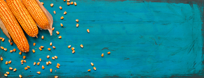 Corncobs and grain on rustic wooden background, top view of harvested maize crops for agricultural and cultivation concepts