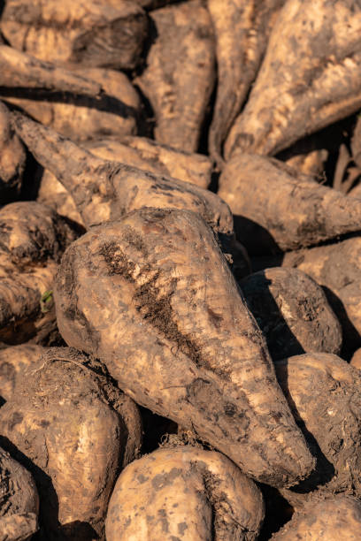 istock Pile of harvested sugar beet root crops in field 1411869793