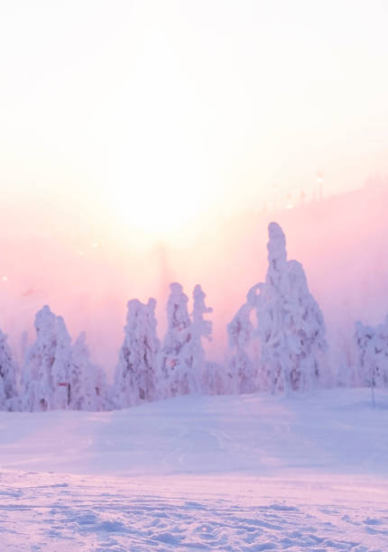Northern Europe, Lapland. Winter landscape. Snow covered trees at sunset.