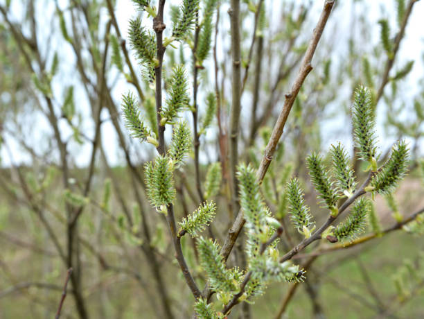 blühender weidenzweig (salix) - goat willow stock-fotos und bilder