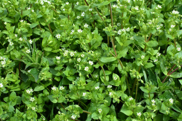 istock In the spring, Stellaria media grows in nature 1411869930