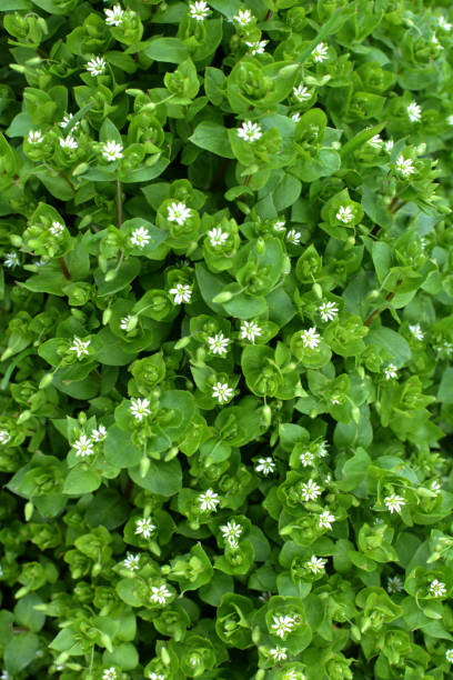 istock In the spring, Stellaria media grows in nature 1411869932