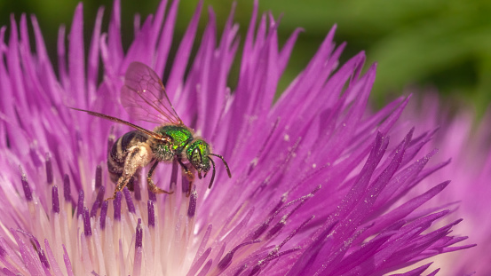Agapostemon virescens bee forages on Greater knapweed in a Laurentian garden, in summer.