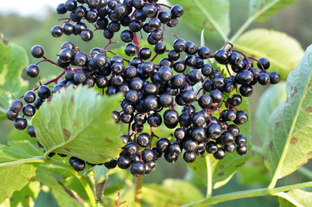 Bunch of elderberries with ripe berries Bunch of elderberries with ripe black berries sambucus nigra stock pictures, royalty-free photos & images