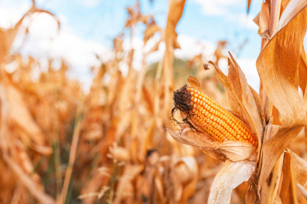 istock Close up of dent corn ear in maize crops field 1411871570