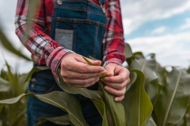 istock Female farm worker agronomist examining green corn crops 1411871655