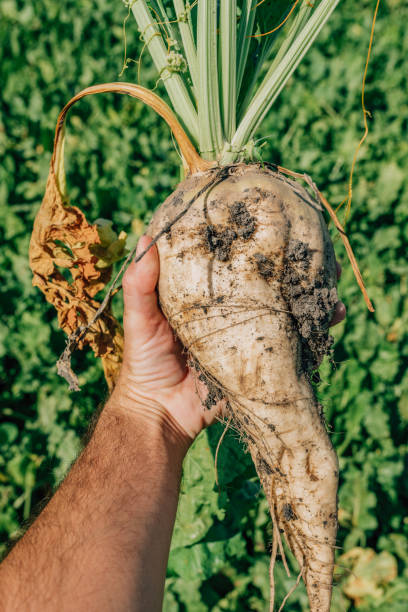 istock Farmer holding harvested sugar beet root crop 1411871670