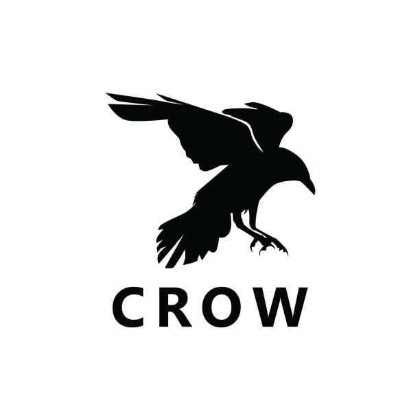 Crow Logo Template Design Vector Crow Logo Template Design Vector raven bird stock illustrations