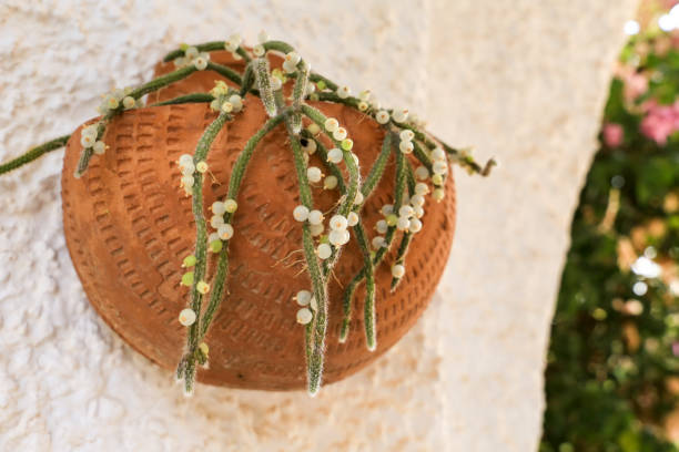 istock Rhipsalis Baccifera Horrida in clay pot 1411872434