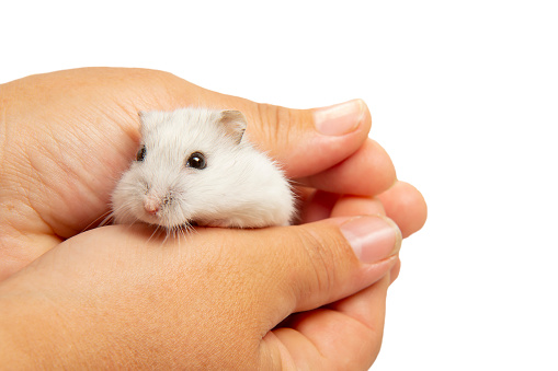 Funny syrian hamster pet in hand isolated on a white background