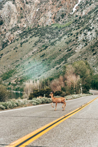 istock deer on the road 1411875623