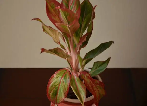 Jute red Aglaonema plant planted in a pot. India monsoon season.One of the most beautiful ornamental house plant. Air purifier indoor plants. Needs minimal care.Considered as the lucky plant fengshui.