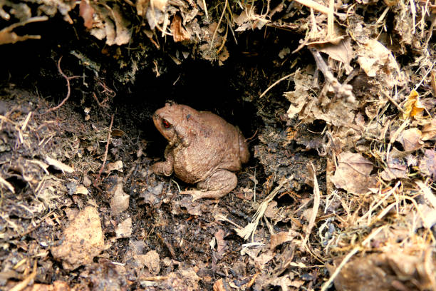 rospo nel buco - common toad foto e immagini stock