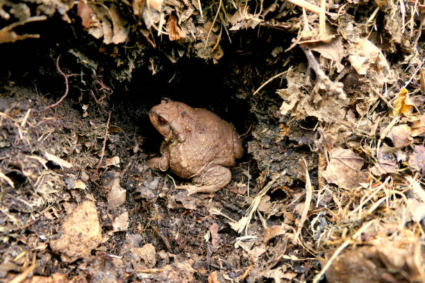 穴のヒキガエル - cane toad toad wildlife nature ストックフォトと画像